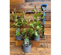 3 Extra Large Photinia Red Robin Hedging Shrubs In 3 Litre Pots By Direct Plants