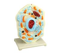 3 Handheld Animal Cell Structure Model Detailed Organelles Biology Teaching Tool for School Lab Display Study Animal Cell Model Teaching Tool