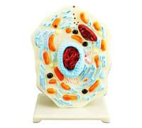 3 Handheld Animal Cell Structure Model Detailed Organelles Biology Teaching Tool for School Lab Display Study Animal Cell Model Teaching Tool