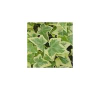 (3) Hedera Gold-Edged Trailing Ivy Climbing Evergreen Plant In Pot *Not Plugs*
