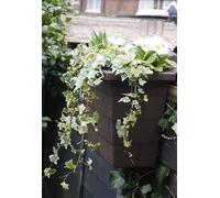 3-in-1 Hanging Fence Planter with Solar Light & Bird House - 5* Garden Décor with Bird Box, Durable Fence Outdoor Planter for Plants & Wild Birds, Multi-Colour Light, No Tools - BROWN (Brown)