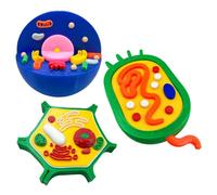 3 Interactive Animal Plant Cell Anatomy Model Biology Teaching Tool for Classroom & Laboratory Use Cell Structure Comparison Model