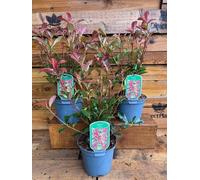 3 Large Photinia Carre Rouge Hedging Shrubs In 2/3 Litre Pots By Direct Plants