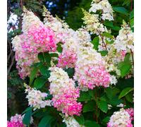 (3 litre pot (30-50cm)) Hydrangea Paniculata Pinky Winky Flowering Shrubs Outdoor Garden Plant in Pot