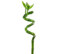 Gardeners Dream 40Cm Lucky Bamboo - Indoor Spiral Stems For Home Office, Kitchen, Living Room (3 Stems)