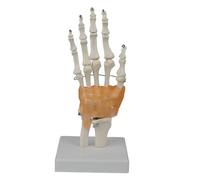 3. Medical Hand Anatomy Demonstration Tool with Articulated Fingers Classroom & Studio Training Model Medicals Practice Hand Model