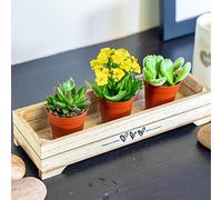 3 Mini Live Succulent Plants - Indoor Cactus & Cacti Mix in Pots, Real Low Maintenance Houseplants for Home Office Desk Decor, Easy Care Gifts