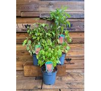 3 Mixed Extra Large Cornus Shrubs In 3 Litre Pots By Direct Plants