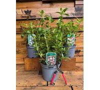 3 Mixed Extra Large Evergreen Viburnum Tinus Shrubs In 2/3 Litre Pots By Direct Plants