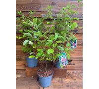 3 Mixed Extra Large Hydrangea Paniculata Shrubs In 3 Litre Pots By Direct Plants