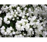 3 Mixed Extra Large Philadelphus Mock Orange Shrubs In 3 Litre Pots By Direct Plants