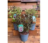 3 Mixed Extra Large Weigela Flowering Shrubs In 3 Litre Pots By Direct Plants