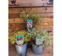 3 Mixed Large Abelia Evergreen Shrubs In 2/3 Litre Pots By Direct Plants
