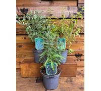 3 Mixed Large Caryopteris Shrubs In 2/3 Litre Pots By Direct Plants