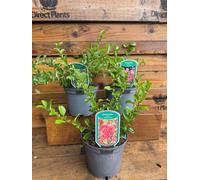 3 Mixed Large Chaenomeles Japanese Quince Shrubs In 2/3 Litre Pots By Direct Plants