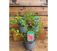 3 Mixed Large Chaenomeles Japanese Quince Shrubs in 2/3 Litre Pots By Direct Plants
