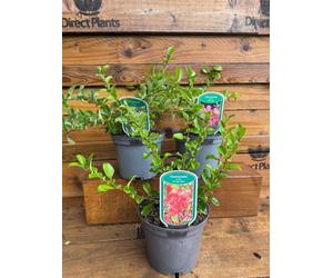 3 Mixed Large Chaenomeles Japanese Quince Shrubs In 2/3 Litre Pots By Direct Plants