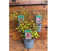 3 Mixed Large Coprosma Evergreen Shrubs In 2/3 Litre Pots By Direct Plants