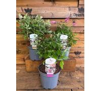 3 Mixed Large Dwarf Buddleja Butterfly Bush Shrubs In 3 Litre Pots By Direct Plants