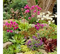 (3) Mixed Rockery Alpine Collection - Colourful Outdoor Potted Perennial Plant Mix