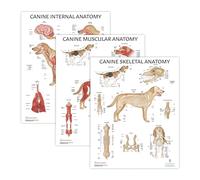 3 PACK Canine Muscular and Skeletal Systems with Internal Organ Anatomy Poster Set, LAMINATED, Veterinary Anatomy Physiology, 17.3 x 22.5 Inches, Anatomical Diagram for Education Learning and Students