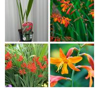 3 Pack Crocosmia Flowering Perennials Plant - 9cm Pot