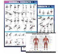3-Pack Gym Posters Set - 2 x Dumbbell Workout Charts (16"x24") + Muscle Anatomy Poster (12"x8") - Home Gym Decor, Exercise Guide for Men & Women