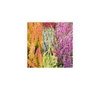 3-Pack Mixed Heather Plants: Calluna & Erica in 9cm Pots - Ready to Plant, Colorful Varieties
