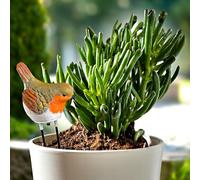 3 PAGEN® Watering Indicator Robin - Acoustic Signal for Watering - Soil Moisture Meter - Plant Care Made Easy - Decorative Figure with Smart Function - Moisture Indicator
