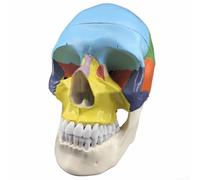 3 Part Dissectible Anatomical Skull Model Teaching Aid for Human Anatomy Studies, Made from Eco Friendly PVC