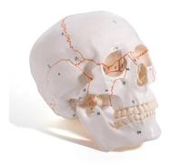 3-Part Numbered Human Skull Model, Medical Quality Anatomical Replica with Sutures Painted, Life-Size for Medical Student Study