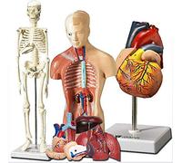 3 PCS Human Heart Torso and Skeleton Models - Learning Kit for Children 3D Model Study Tool for Anatomy and Physiology Students Anatomical Guide