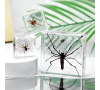 3 Pcs Insect Specimen Paperweights,Spide Specimens for Fun Party Favors,Science Educational Bug Toys with Real Bugs in Resin Inside(3 Spider)