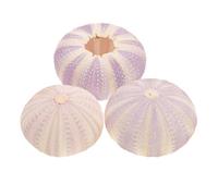 3 Pcs Sea Urchin Shell Ornament Natural Shell Desktop Planting Pot