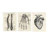 3 Pieces Anatomy Poster Wall Decoration Vintage Style Illustration Heart, Palms and Spine, Collection Sheets with Collage Aesthetic Interior Decoration (No Frame)