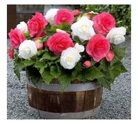 3 PINK & 3 WHITE DOUBLE BEGONIA