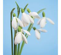 3-Ply Spring Flower Tissue Paper Napkins Serviettes for Decoupage Lunch 33cm x 33cm - Pack of 20 (First Breath of Spring)