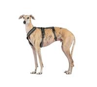 3 Point Harness with Anti Pull Ideal for Libreles: Italian Greyhound Whippet Greyhound Podenco - Safe, Breathable and Durable Perfect for Hiking, Training and Running, Charcoal Grey, L