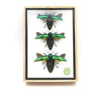 3 Real Jewel Beetle (Sternocera Aeguisignata) Open wings Mounts Insect Animals Taxidermy in 3D Framed/Shadow Boxes