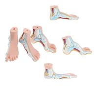 3-room human foot pattern, 1: 1 human foot pattern model of the leg of the foot of the arch Anatomy, anatomical model of