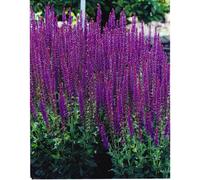 (3) SALVIA NEMEROSA