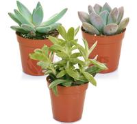 Gardeners Dream Succulent Plants - 3 Indoor Plant Mix, Evergreen Houseplant Collection In 5.5Cm Pots