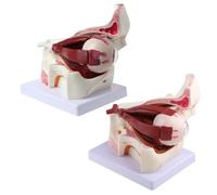 3 Times Human Eyeball and Eyelid Skeleton Model Orbit Anatomical Study Display F Silicone Mold for Baking Dog