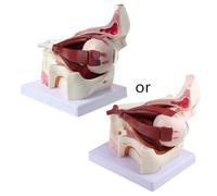 3 Times Human Eyeball and Eyelid Skeleton Model Orbit Anatomical Study Display F Silicone Mold for Baking Muffins