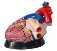 3 Times Human Heart Models, Cardiac Vascular Anatomical Model, Detachable Into 3 Parts for Demonstrate The Structure and Function of The Human Heart