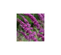 3 x 9cm pots Buddleia Berries and Cream butterfly magnet baby plants