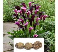 3 x Calla Lily ‘Midnight Symphony’ Bulbs - Dark Burgundy Black Flowers - Summer Blooming Perennial - Perfect for Beds, Containers & Bouquets