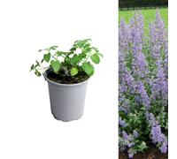 3 x Catmint Herb Plant in 13cm Pots Carbeth Plants Green 150g