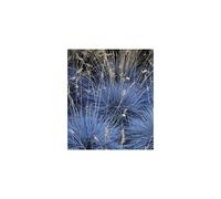 3 x Festuca Intense Blue - Blue Grass Plants Ready to Plant Arrives in 9cm Pots