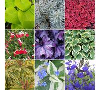 3 X Herbaceous Plant Mix - High Quality Established Plants in Pots UK Grown